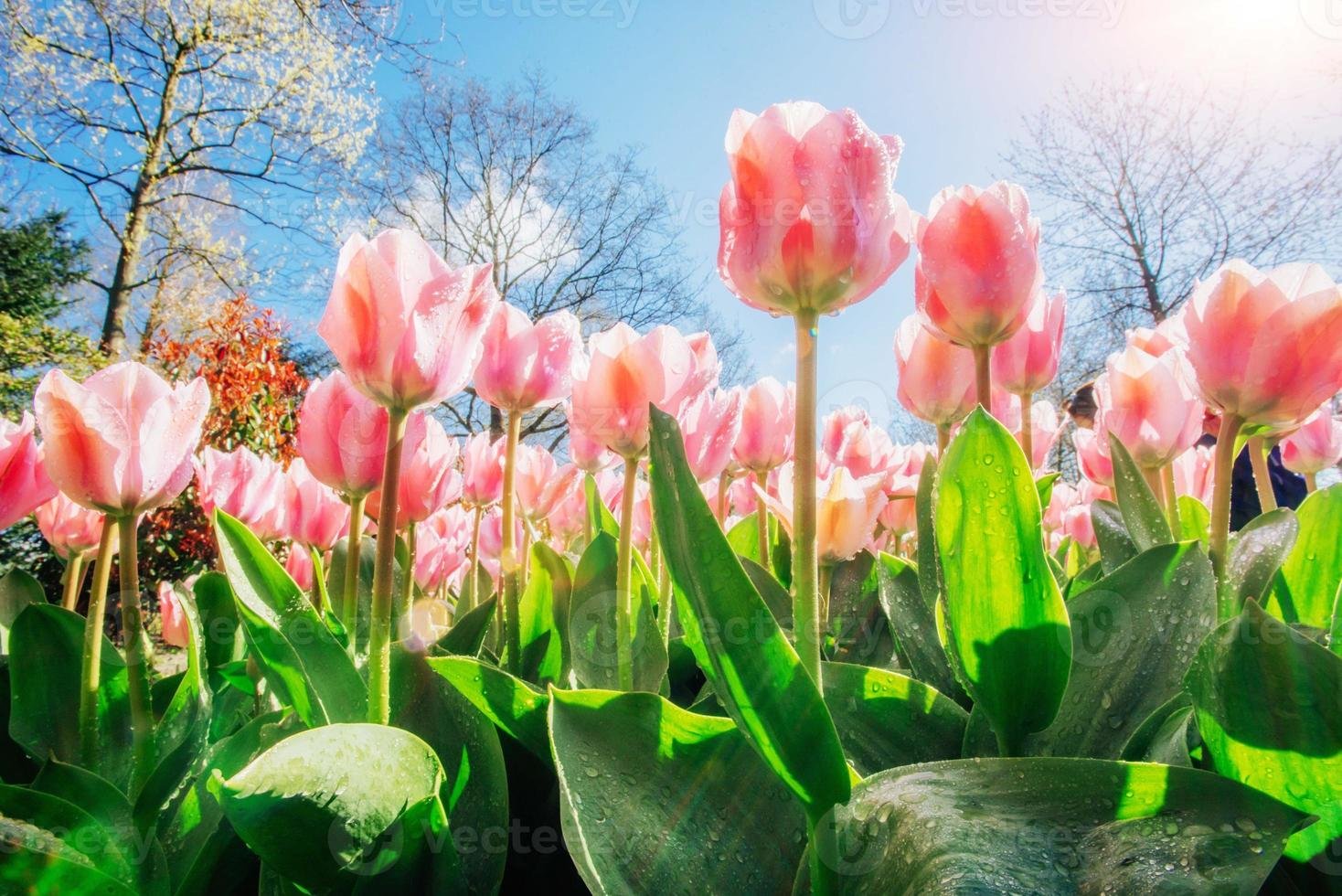 Group of pink tulips. Spring landscape. Sicily. Italy. Europe photo