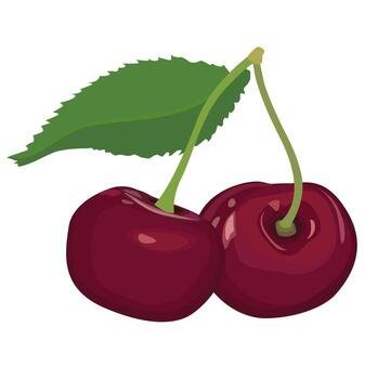 Cherries isolated. Cherry fruit set. Ripe sweet berry food collection. vector
