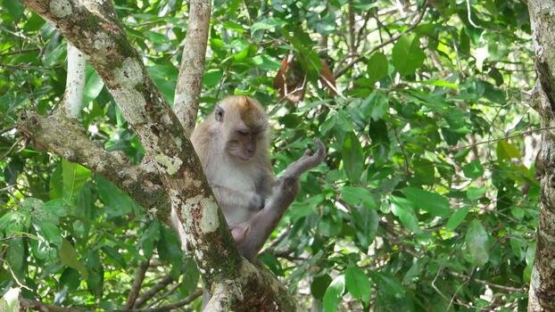 Monkey picking flea at the tree. video